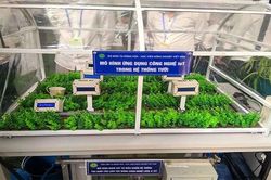 Sinh viên thiết kế hệ thống tự động tưới khi cây 'khát' nước