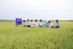 Hiệu quả từ mô hình sản xuất lúa theo hướng hữu cơ
