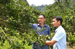 Sức sống mới trên vùng quê Linh Phú