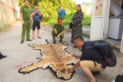 Bắt giữ, khám xét nơi ở của 'ông trùm' buôn bán hổ ở Quảng Ninh