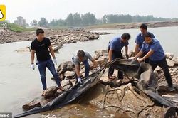 'Quái vật hồ Loch Ness' của Trung Quốc là túi khí cao su rách