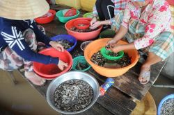 Thăng trầm mùa nước nổi