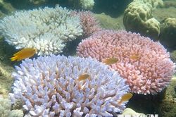 Australia phê chuẩn luật mới trong nỗ lực cứu rạn san hô Great Barrier