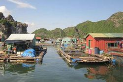 Làng chài Cái Bèo, một bảo tàng văn hóa biển