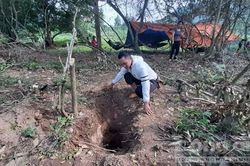 Người dân tìm thấy gỗ sưa 'khủng' trị giá hàng tỷ đồng dưới đất