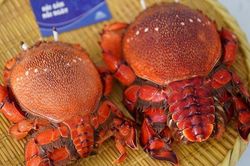 Cua hoàng đế vị ngon như tôm hùm, đặc sản chỉ dành cho vua chúa
