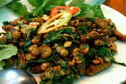 Xót ví tìm mua con vật vàng ươm là thần dược của nam giới