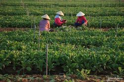 Bức tranh lao động bình dị trên cánh đồng cải củ mướt xanh