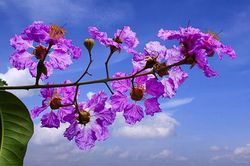 Chùm thơ Hạnh Vân