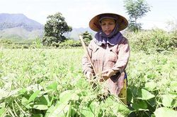Những vấn đề đặt ra từ sản xuất, tiêu dùng nông sản, thực phẩm an toàn