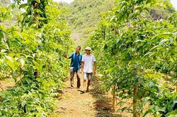Những mô hình 'Dân vận khéo' trong phát triển kinh tế