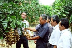 Thương hiệu cho nông sản Hà Nội: 'Chìa khóa' mở cánh cửa thị trường
