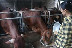 Hiệu quả mô hình vỗ béo bò thịt