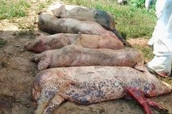 Thừa Thiên - Huế: Tiêu hủy gần 65.000 con heo vẫn xuất hiện ổ dịch tả heo châu Phi mới