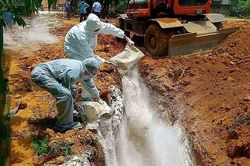 Địa phương thứ 3 ở Quỳ Hợp xuất hiện dịch tả lợn châu Phi