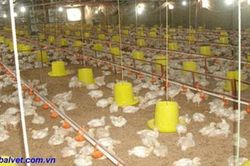 Mô hình nuôi gà giúp thành viên khởi nghiệp