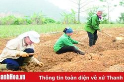 Tiếp tục triển khai thực hiện chính sách hỗ trợ sản xuất vụ đông