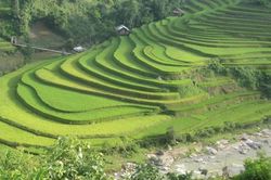 Ngây ngất men say, lướt bay giữa mùa vàng