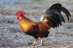 Bí thư ấp bắt gà hàng xóm phải xin lỗi công khai
