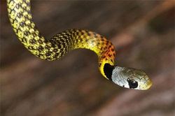 Vẻ đẹp mê mẩn của loài rắn 'tử thần' cực độc có bảy màu Việt Nam