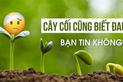 Nghiên cứu sốc về khả năng chịu đau của cây