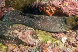 Quái vật hồ Loch Ness có thể là lươn hoặc cá chình?