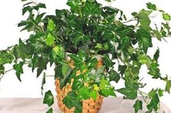 5 cây trồng trong nhà vừa mang phong thủy tốt lại phòng chống bệnh ung thư hiệu quả