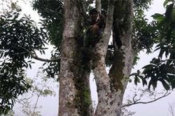 Những đại ngàn chè cổ thụ quý như vàng ròng 9999 đang bị lãng quên