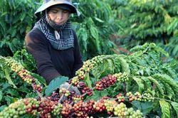 Đắk Nông: Công nghiệp, thương mại tăng trưởng ổn định