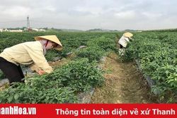 Thực hiện các giải pháp nâng cao chất lượng tiêu chí trong xây dựng nông thôn mới
