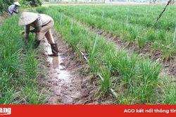 Trồng hẹ bông thu nhập ổn định