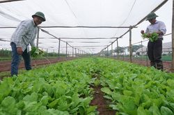 Hợp tác xã nông nghiệp: Tiên phong, linh hoạt