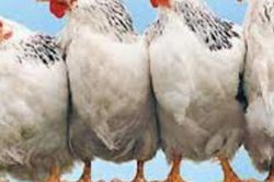 Một đầu bếp bày cách nấu món ngon khó cưỡng, còn giúp giảm béo từ gà công nghiệp