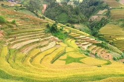 Bản giao hưởng mùa vàng trên rẻo cao Mù Cang Chải