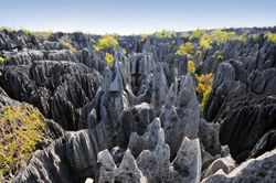 Rừng đá nhọn như vót chông ở Madagasca