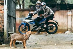 Khởi tố 16 người trong đường dây trộm hơn 100 tấn chó ở Thanh Hóa