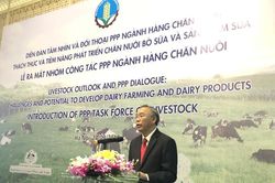 Tỷ lệ liên kết chuỗi trong chăn nuôi bò sữa chiếm gần 100%