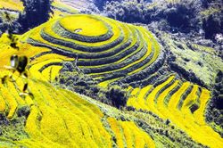 Mùa vàng Tây Bắc