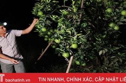 Người dân Hà Tĩnh soi đèn bắt loại côn trùng 'đốt đâu rụng đó' bảo vệ vườn cam