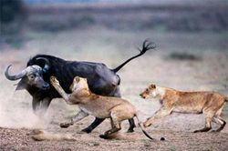 Những pha thoát chết ngoạn mục của động vật