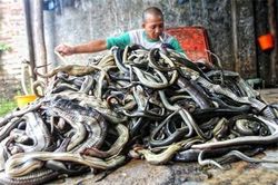 Bức xúc trước cảnh tượng lột da hàng ngàn con rắn