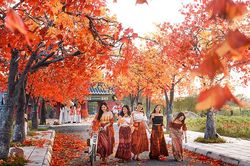 Bạn trẻ đua nhau tạo dáng ở con đường ngập tràn phong lá đỏ đẹp như phim Hàn Quốc ở Hà Nội