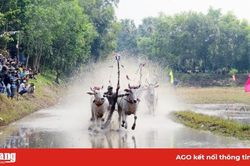Đến chùa Rô xem hội đua bò!