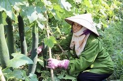 Bí xanh vụ đông 'thắng' lớn
