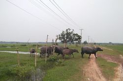 Dự án Sài Gòn Safari bị 'cắt' chức năng nhà ở, nghỉ dưỡng