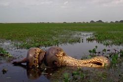 Trăn anaconda quấn siết con mồi khủng tới chết rồi nuốt chửng