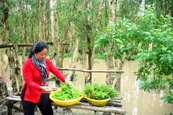 Mê mẩn Trà Sư mùa nước nổi