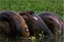 Trăn anaconda khổng lồ nuốt chửng chuột lang