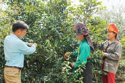Tích cực giúp hội viên nông dân phát triển kinh tế
