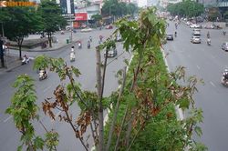 Phong lá đỏ ở Hà Nội không đổi màu, chết héo sau gần 2 năm trồng